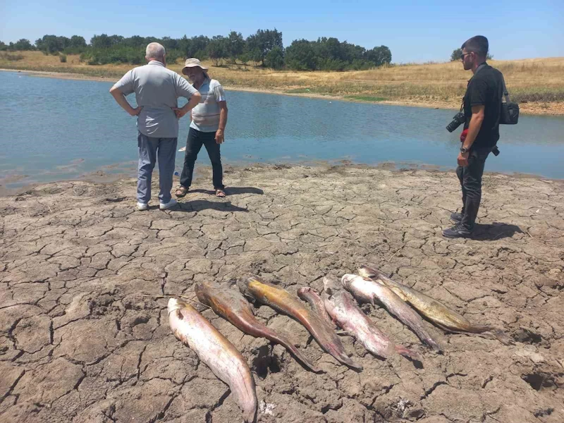 Edirne’de toplu balık ölümleri

