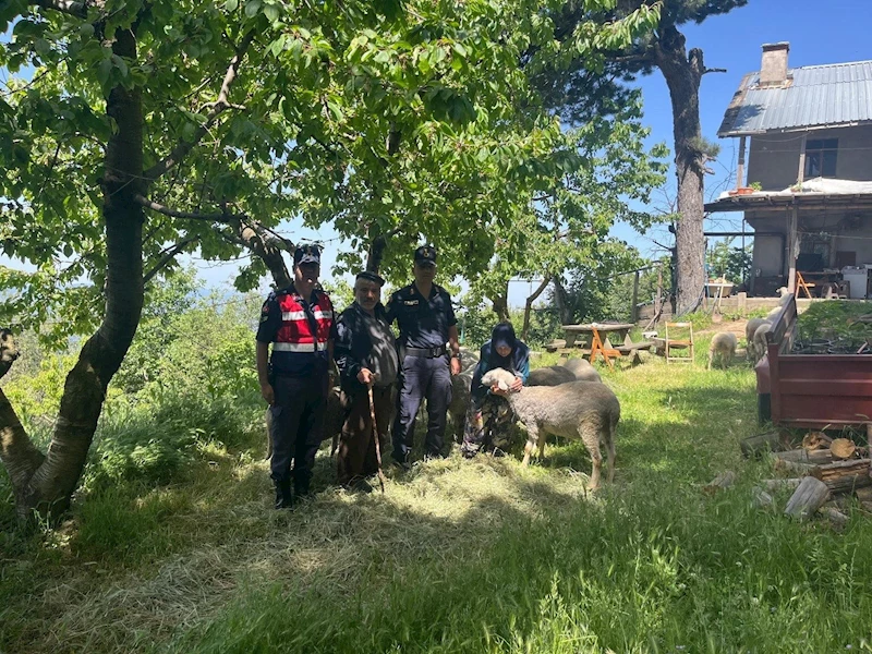 Kaybolan 16 küçükbaş hayvanı jandarma ekipleri buldu
