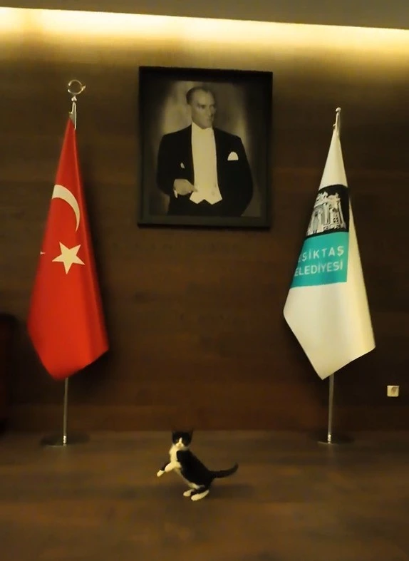 Beşiktaş Belediyesi Başkanı Akpolat belediyenin sahiplendiği kedi yavrusuna isim bulunması için çağrı yaptı