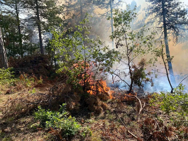 Bilecik’te korkutan orman yangını rüzgarın etkisiyle büyüyor
