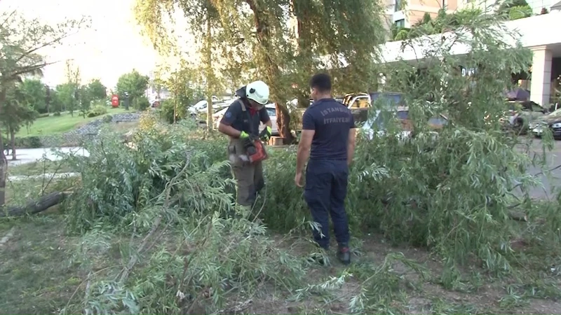 Ataşehir’de araçların üzerine ağaç devrildi
