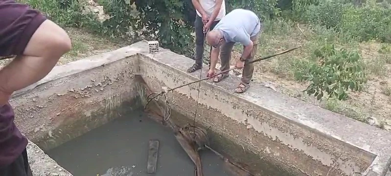 Amasya’da sulama havuzuna düşen yaban domuzu yavrusu kurtarıldı
