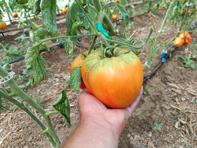 Bu yılki hedefi 2 kiloluk domates
