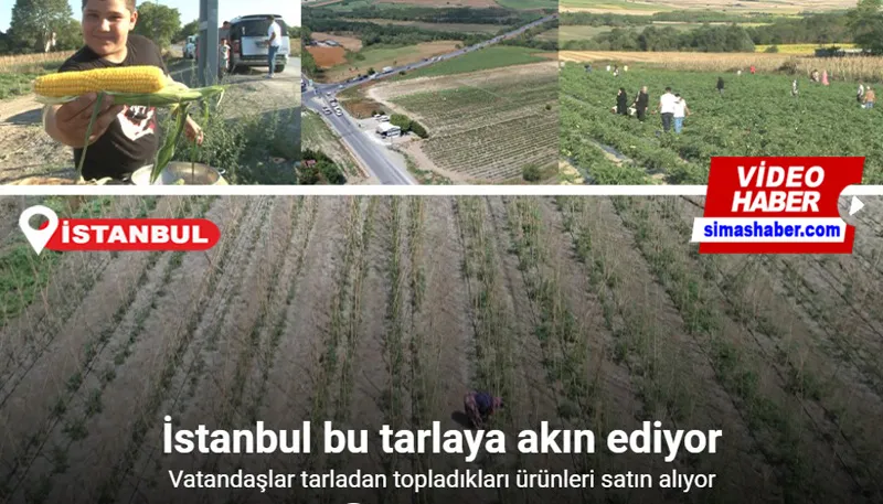 İstanbul bu tarlaya akın ediyor, vatandaşlar tarladan topladıkları ürünleri satın alıyor