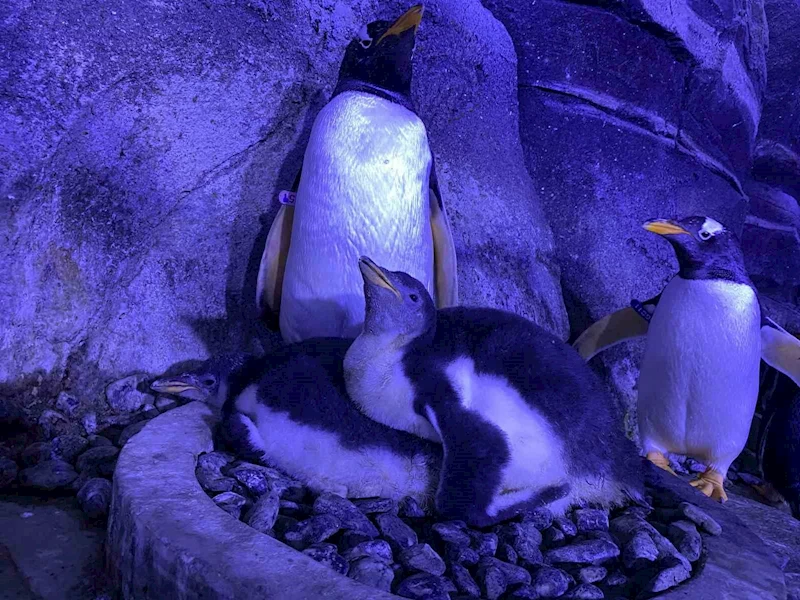 İstanbul’da 4 bebek penguen dünyaya geldi
