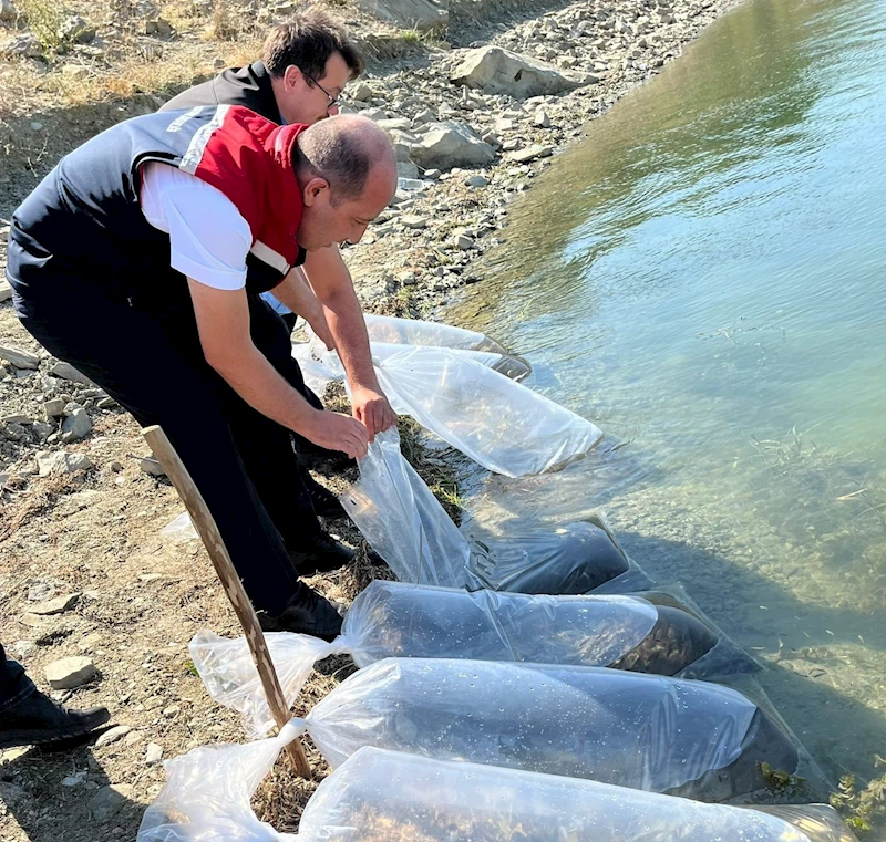 750 bin sazan yavrusu Tekirdağ’daki göletlere bırakılacak
