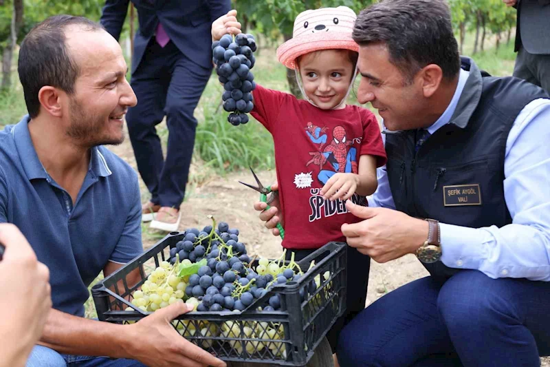 Bilecik’te üzüm hasadı başladı
