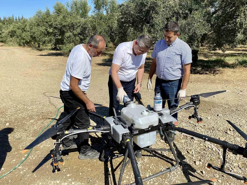 Balıkesir’de zeytin sineğiyle mücadelede sürüyor
