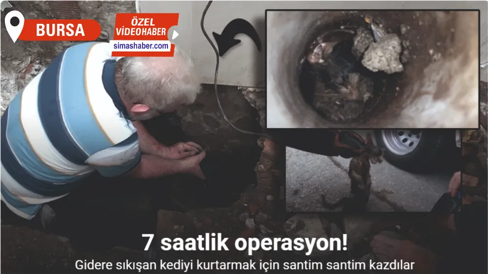 (Özel) Yavru kedi 7 saatlik operasyonla kurtarıldı