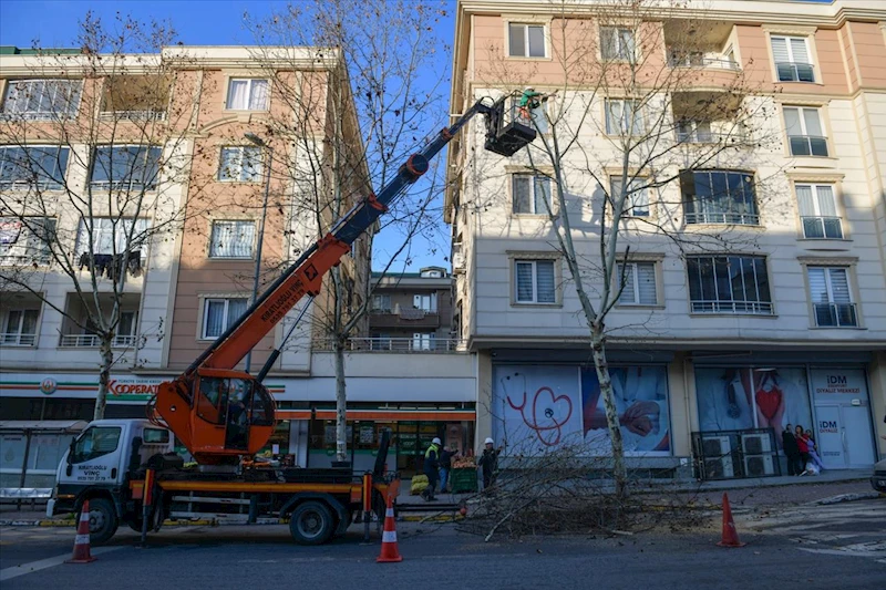 Esenyurt’ta Ağaçlar Budanıyor