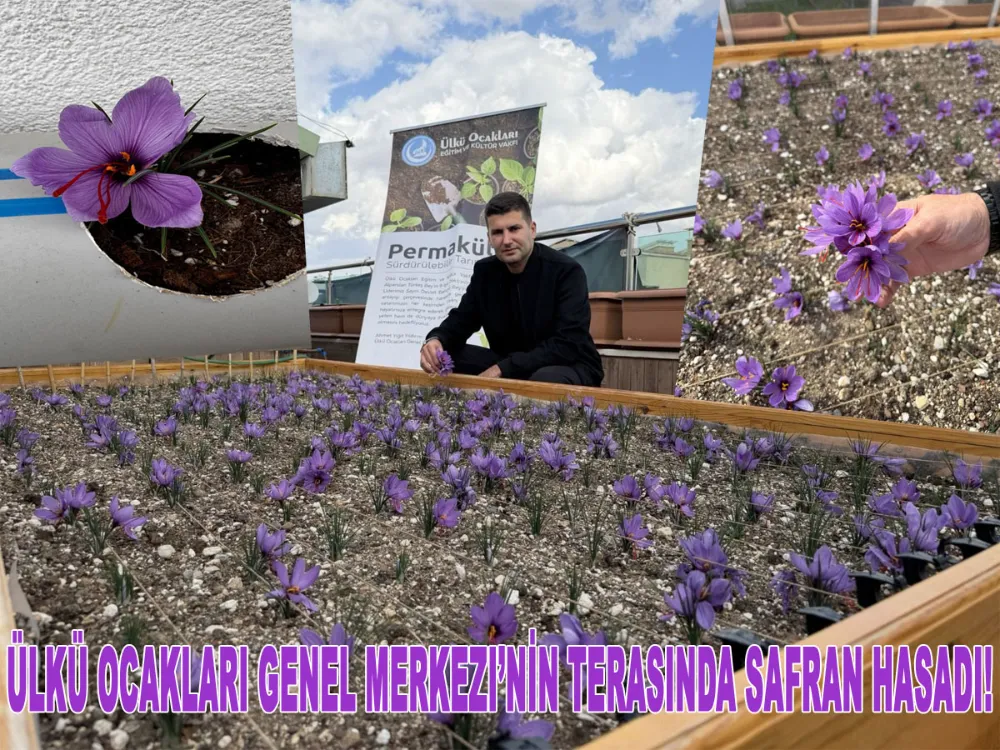 Ülkü Ocakları Genel Merkezi’nin Terasında Safran Hasadı