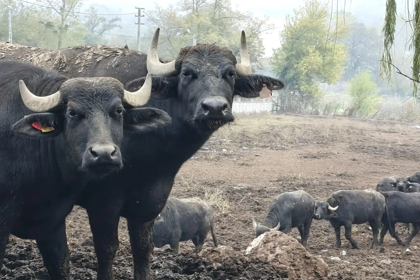 Kocaeli’de manda desteğiyle verim arttı
