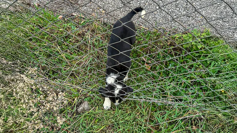 Sakarya İtfaiyesi, 11 Metrelik Çukura Düşen Köpeği Kurtardı