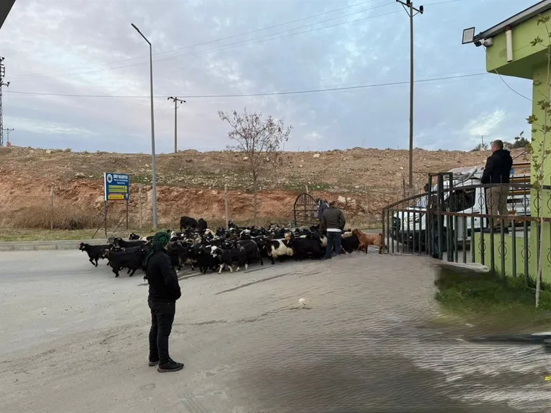 Siirt Hayvan Pazarı, Sağlık Kontrolleri Tamamlanarak Yeniden Açıldı