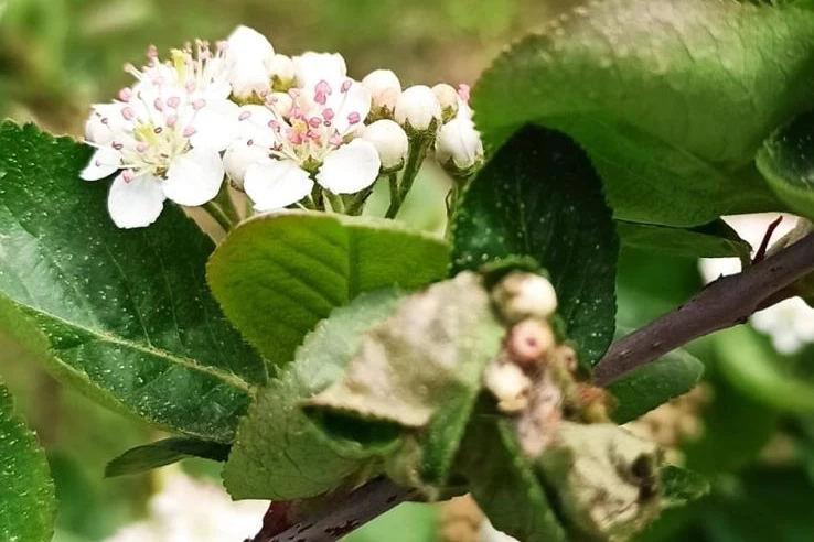 İklim dengesizliğine yeni umut! Aronya -40