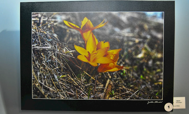 ÇİĞDEM ÇİÇEĞİ AKK’YE RENK KATTI