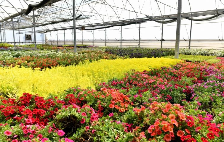 115 bin çiçek, 11 lise Antalya’da çiçeğin Rio Karnavalı başlıyor