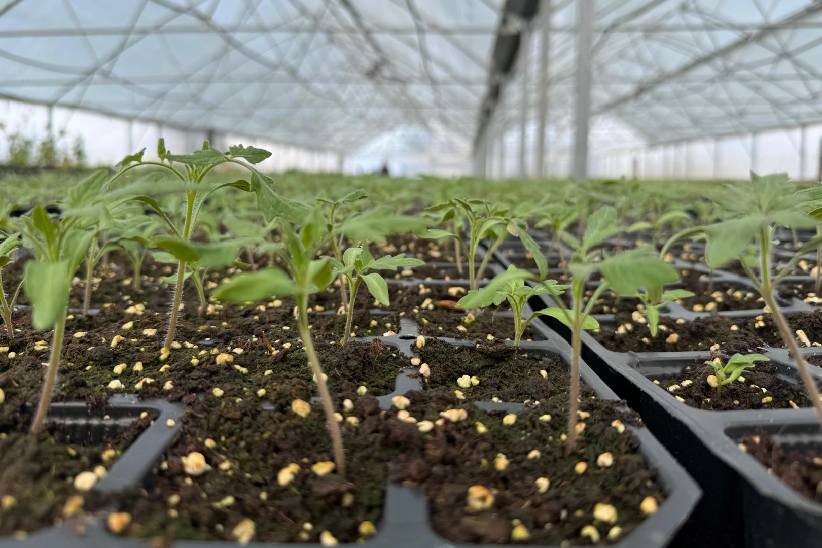 Tohum Takas Şenliği başlıyor