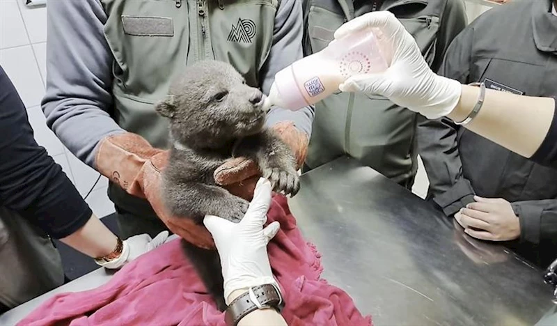 ORMAN İŞÇİLERİNİN BULDUĞU YAVRU AYI “BULUT”A ÖZEL BAKIM