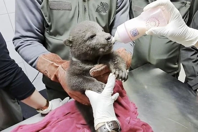 1,5 aylık yavru boz ayı koruma altında