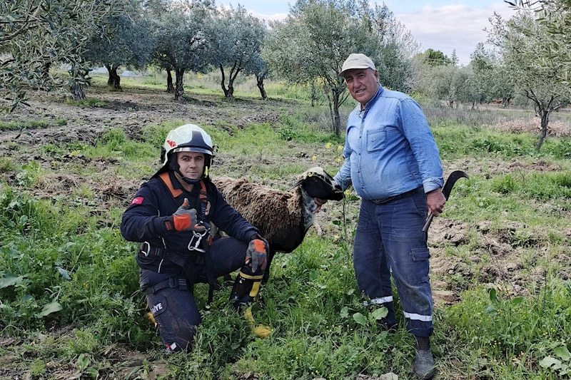 Kuyuya Düşen Koyunu İtfaiye Kurtardı
