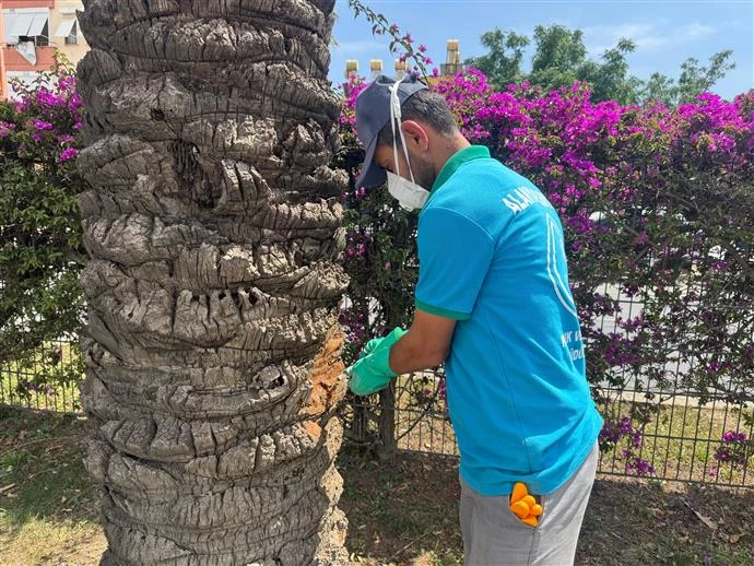 ALANYA BELEDİYESİ’NDEN HURMA AĞAÇLARINA ENDOTERAPİYLE UZUN SÜRELİ KORUMA