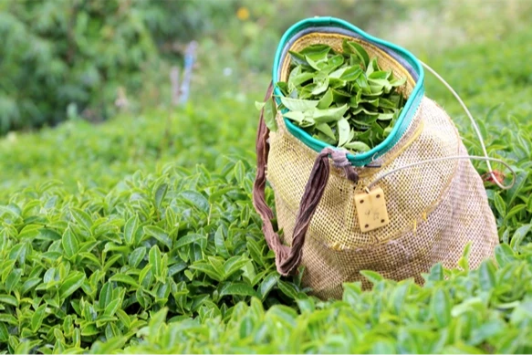 2025 yaş çay alım fiyatı açıklandı