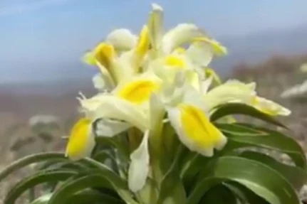 Peşmen Nevruzu Malatya’da çiçek açtı! Koparılırsa 557 bin 212 TL cezası var!