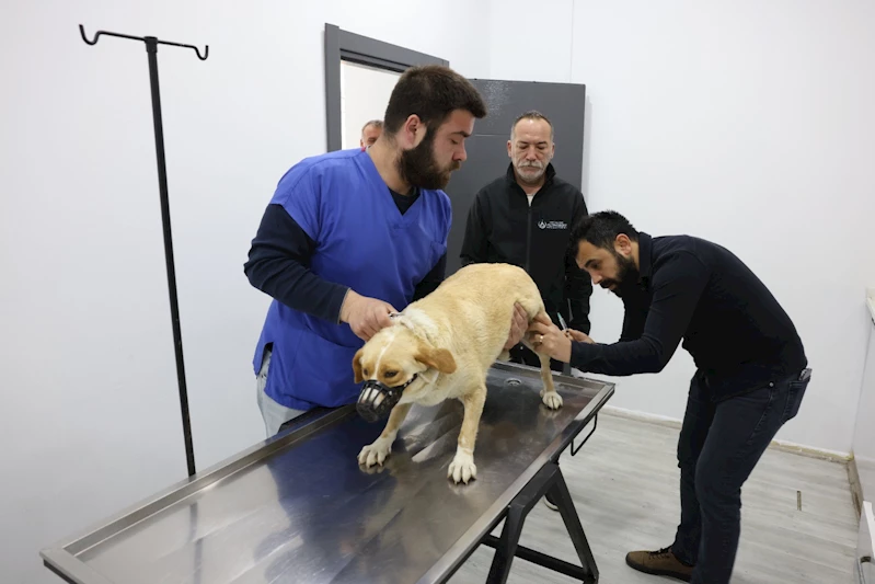 PATİLİ DOSTLARIN KISIRLAŞTIRILMA SEFERBERLİĞİ BAŞLADI