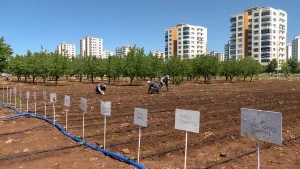 Yerel tohum için fideler toprakla buluştu
