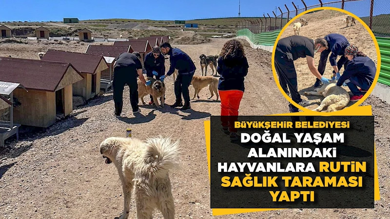 BÜYÜKŞEHİR BELEDİYESİ DOĞAL YAŞAM ALANINDA Kİ HAYVANLARA RUTİN SAĞLIK TARAMASI YAPTI