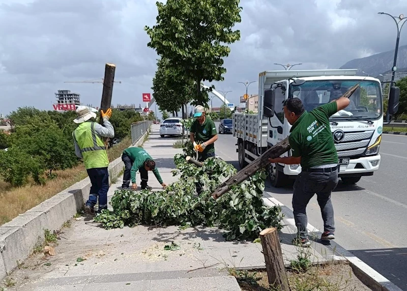 Fırtınanın Zarar Verdiği Ağaçlar Kaldırıldı
