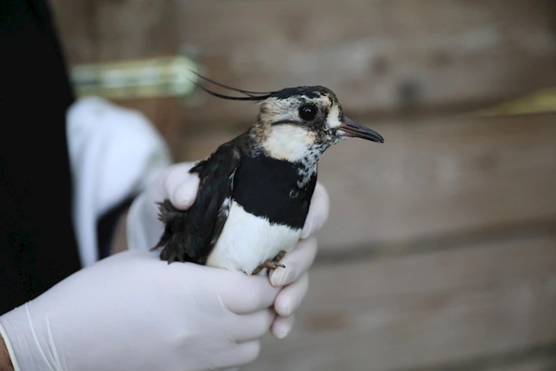 BÜYÜKŞEHİR İLE ÖNCE SAĞLIĞINA SONRA ÖZGÜRLÜĞÜNE KAVUŞTU