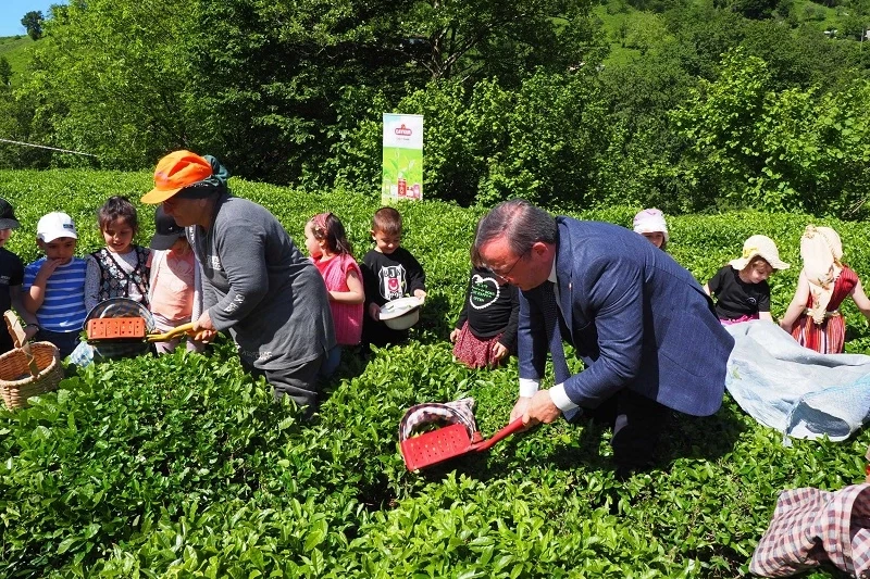 Çay hasadında çocuklarla gelenek bozulmadı