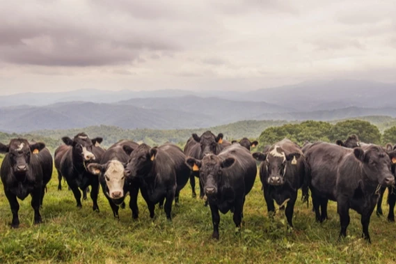 Kırsalda berekette hak sahipleri belirlendi... Hayvan dağıtımı başlıyor