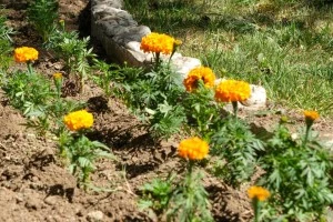 Çiçekler toprakla buluşuyor