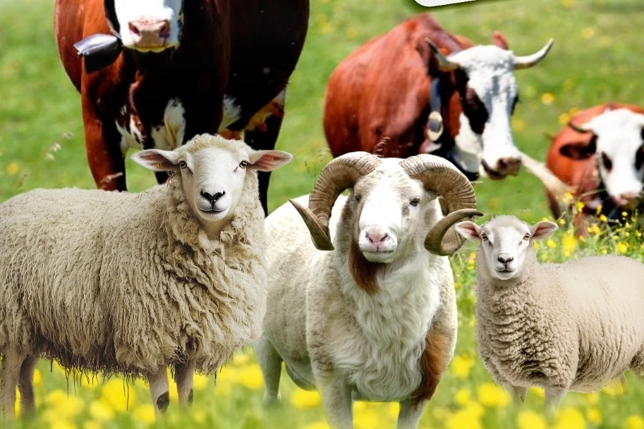 Malatya Büyükşehir