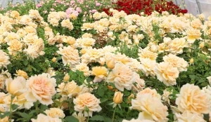 Güller yeşil alanları süslüyor