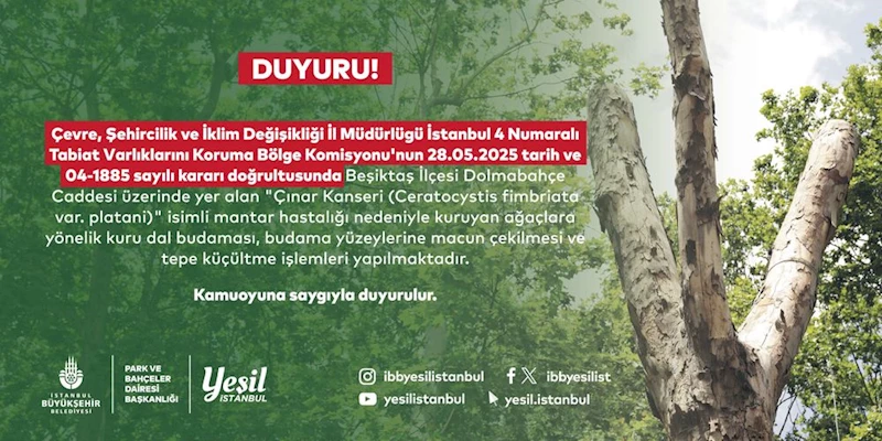 BEŞİKTAŞ’TAKİ KANSERLİ AĞAÇLARA BUDAMA