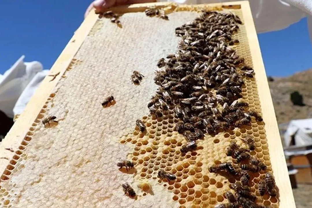 Prof. Dr. Özkırım: Arılar kış sonunda en fazla kayıp yaşıyor