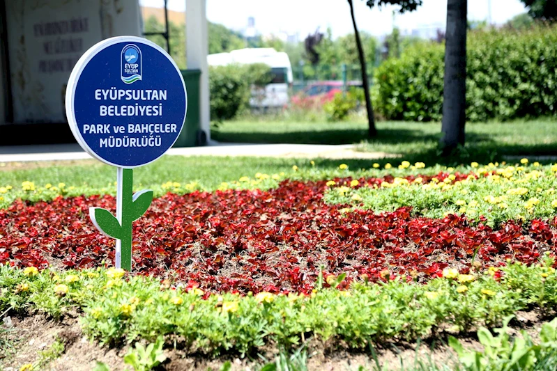 Eyüpsultan çiçek açtı: İlçe rengârenk güzelliğe bürünüyor