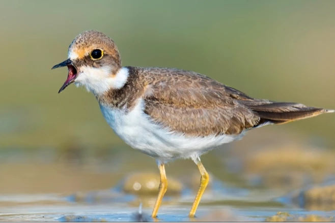 Antalya Boğaçayı’nda 220 kuş türü gözlemlendi