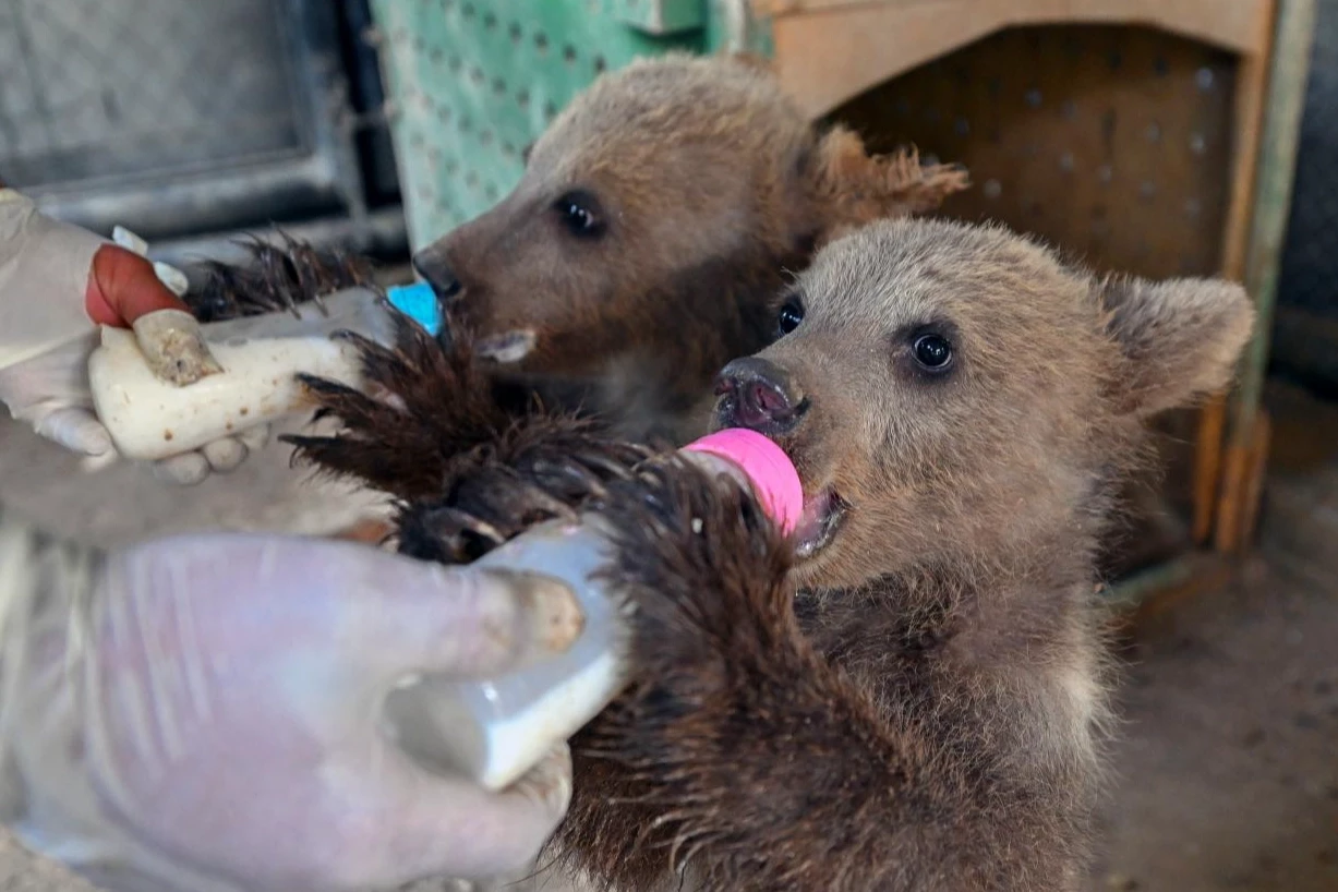 Mersin Tarsus’ta yavrular ziyaretçileri bekliyor