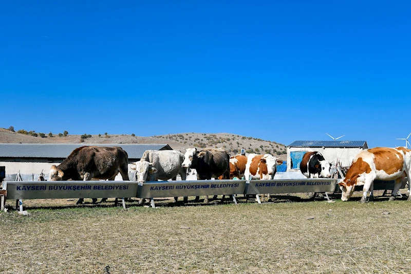 Büyükşehir’den Hayvancılığa Destek Başvurularında Dijital Kolaylık: Su Desteği Başvuruları Artık Online