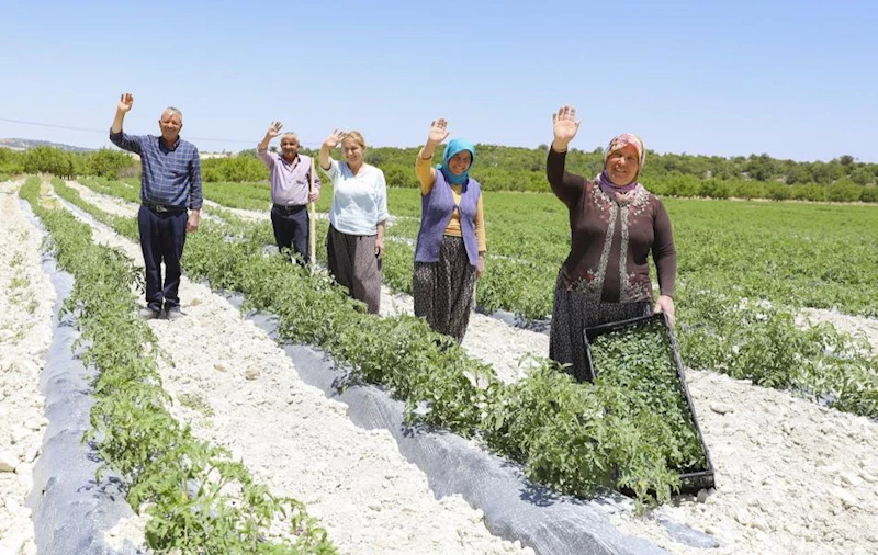Büyükşehir Gülnar’da 105 Bin Domates Fidesi Dağıttı