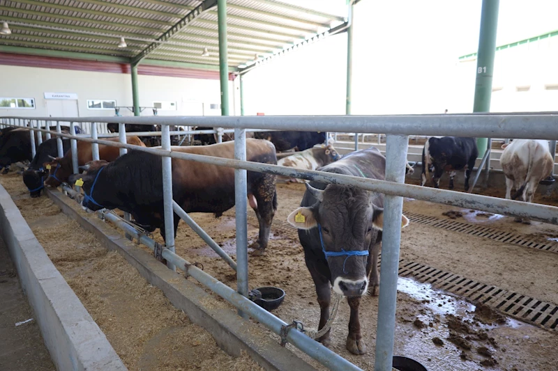 İZMİT BELEDİYESİ MODERN HAYVAN PAZARI BU YIL DA YOĞUN İLGİ GÖRDÜ