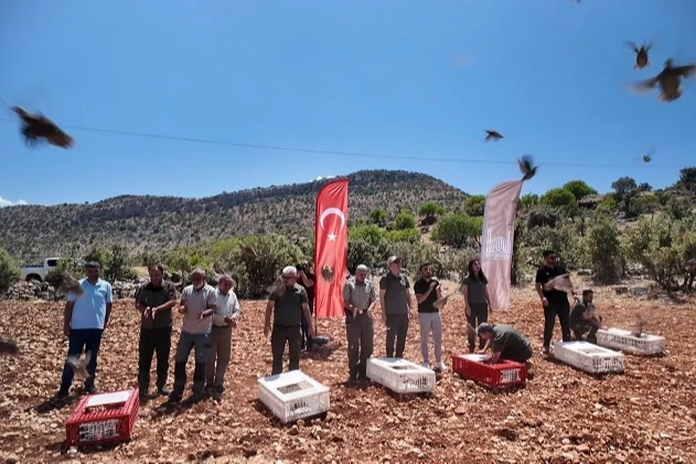 Mardin’de doğaya 300 kınalı keklik salındı