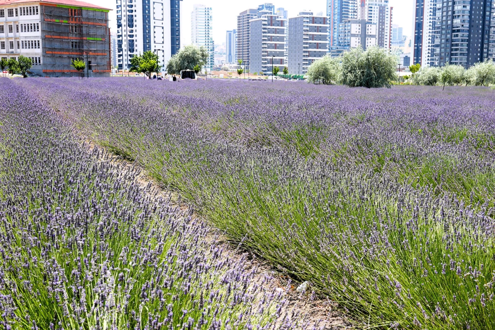 Ankara Keçiören lavanta ve gül bahçesi ziyaretçileri mest ediyor