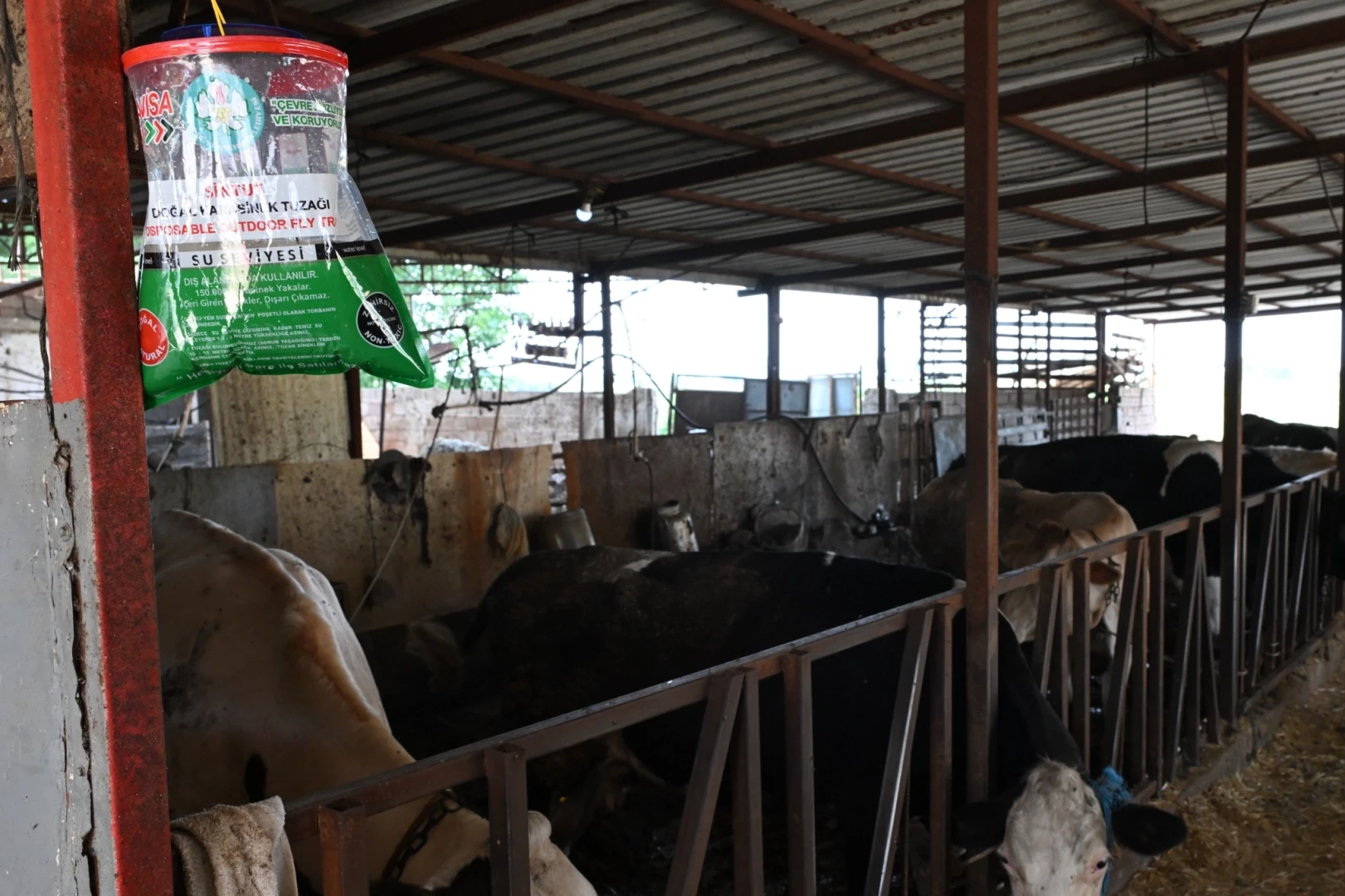 Manisa’da karasineğe karşı tedbir