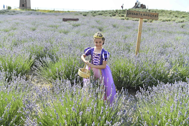 ATA ÇİFTLİĞİ’NDE LAVANTA HASAT ŞENLİĞİ